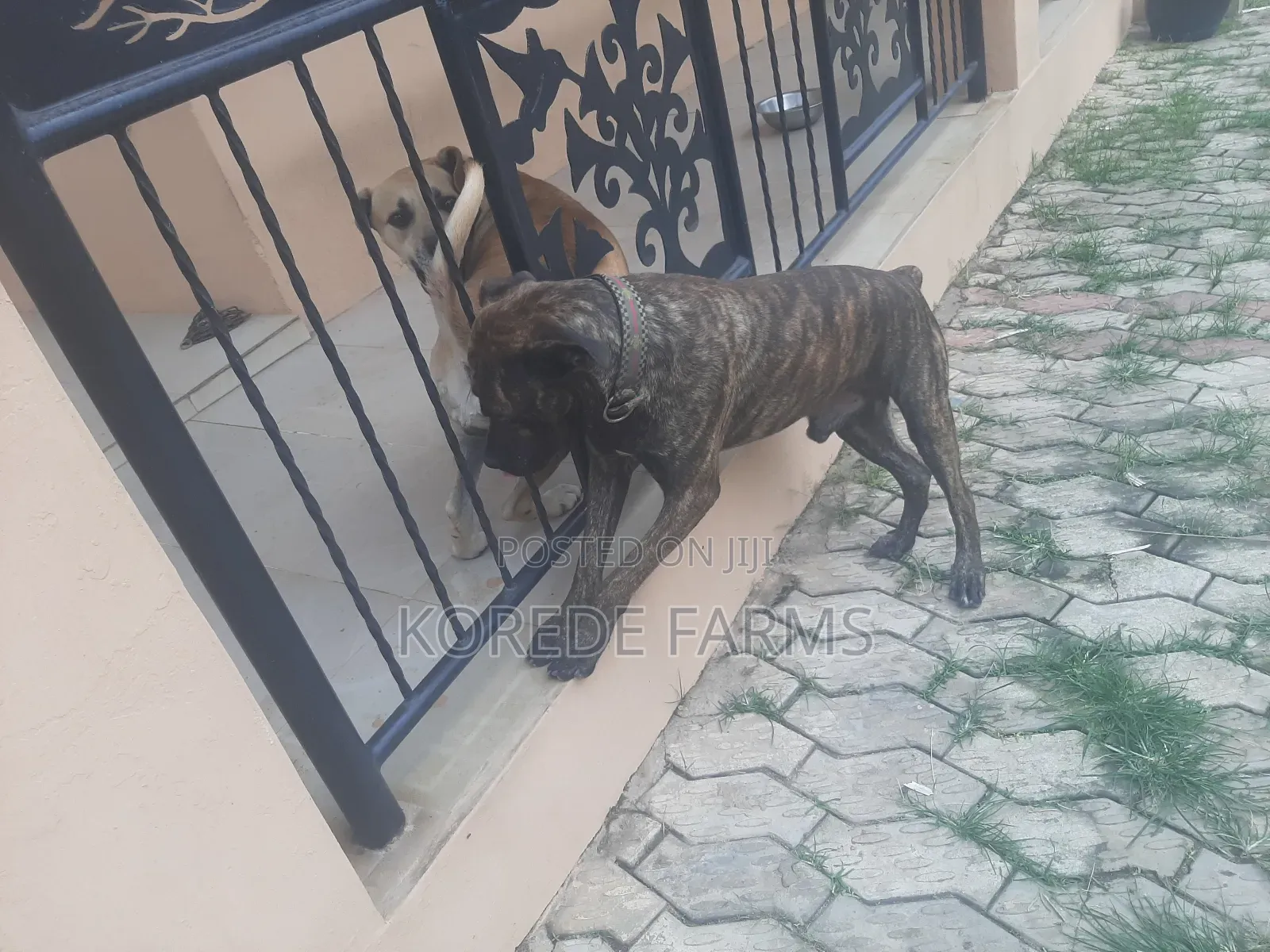 Ped Boerboel Available for Stud