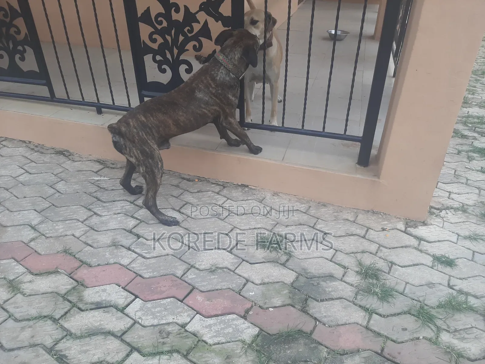 Ped Boerboel Available for Stud