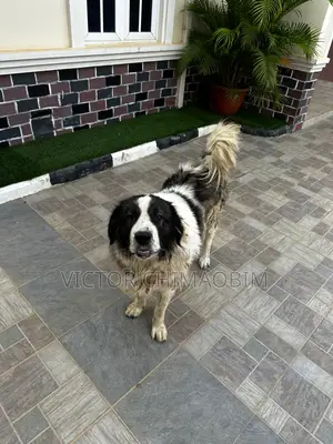 1+ year Male Purebred Caucasian Shepherd
