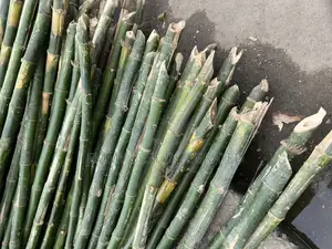 Bamboo’S All Sizes