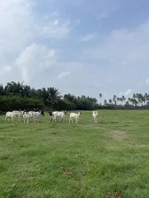 2 Acres of Fenced Land in Otolu, Eleko