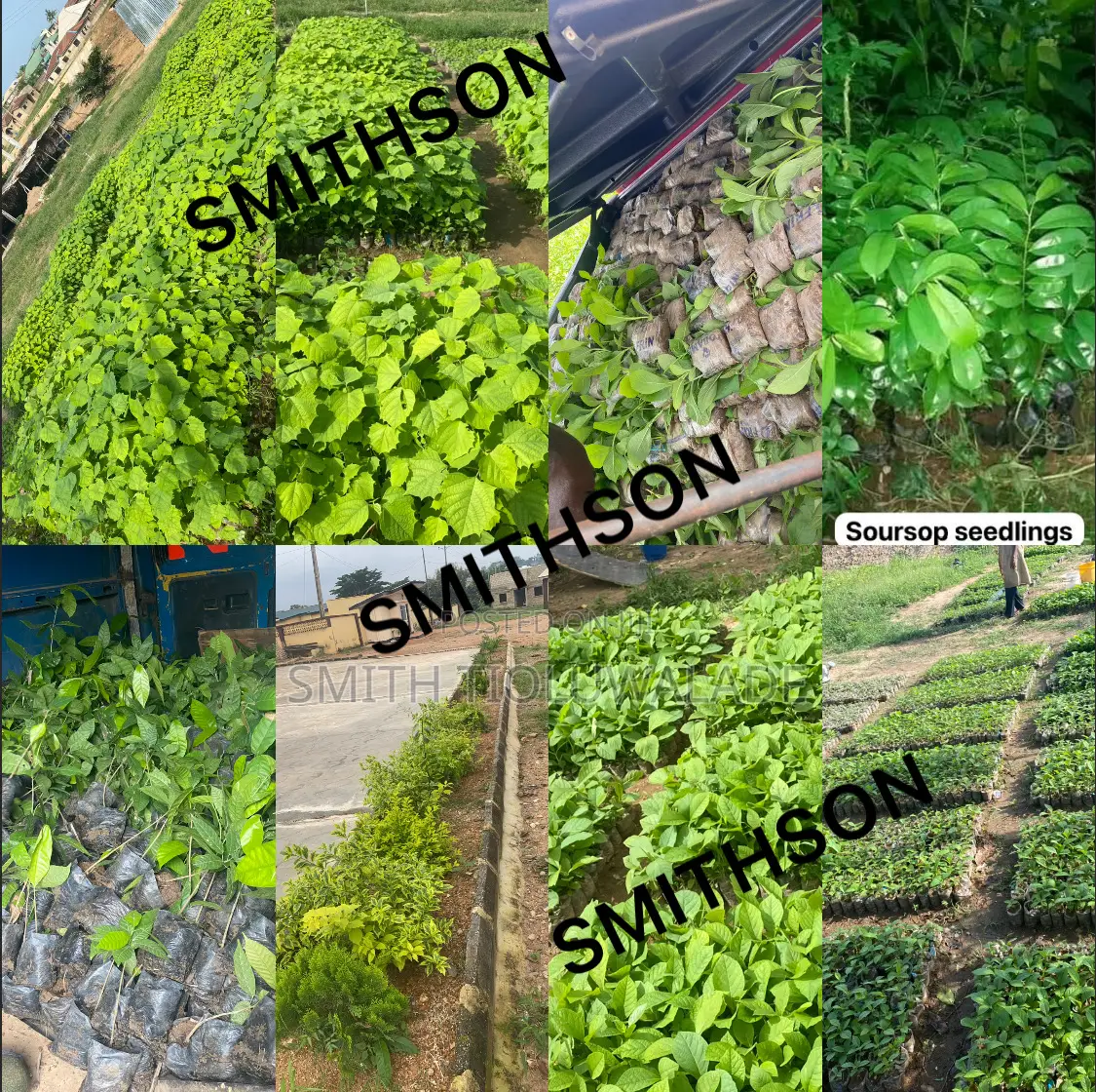 Improved Plant Seedlings
