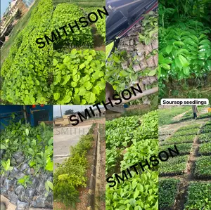 Improved Plant Seedlings