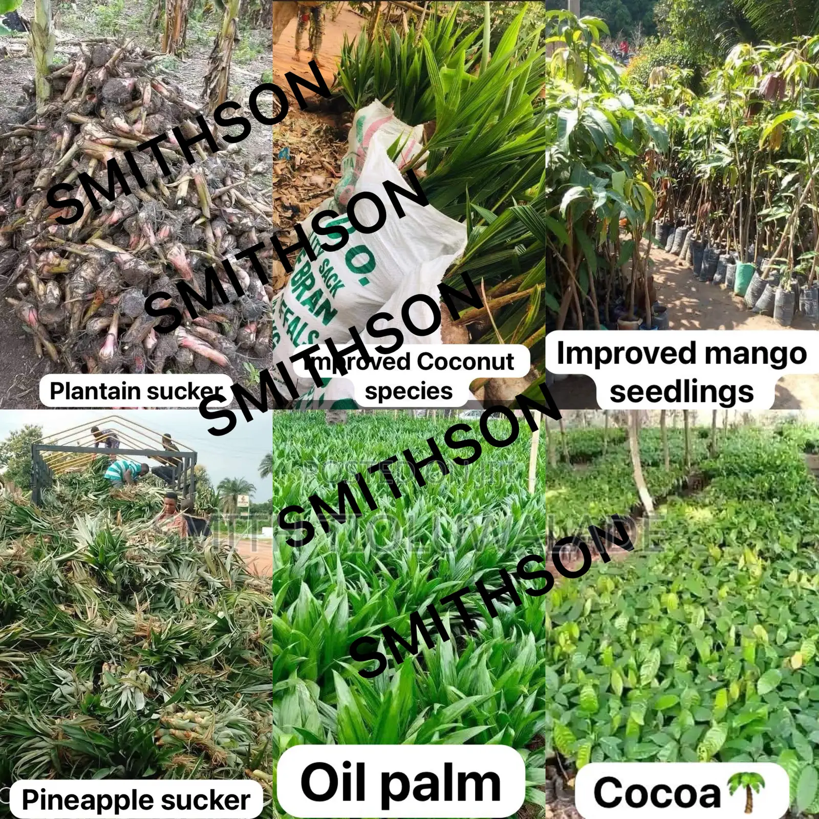 Improved Plant Seedlings