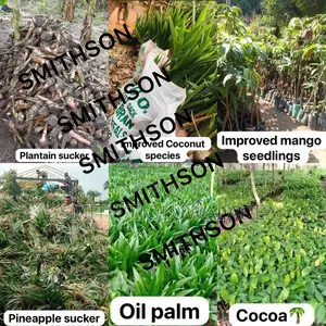 Improved Plant Seedlings