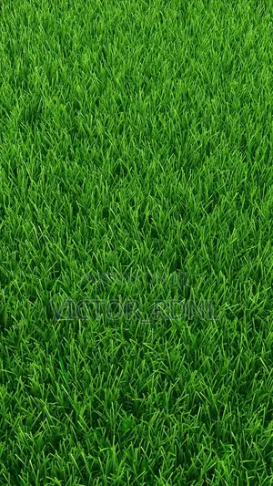 Carpet Grass Available In Bundle. Delivery