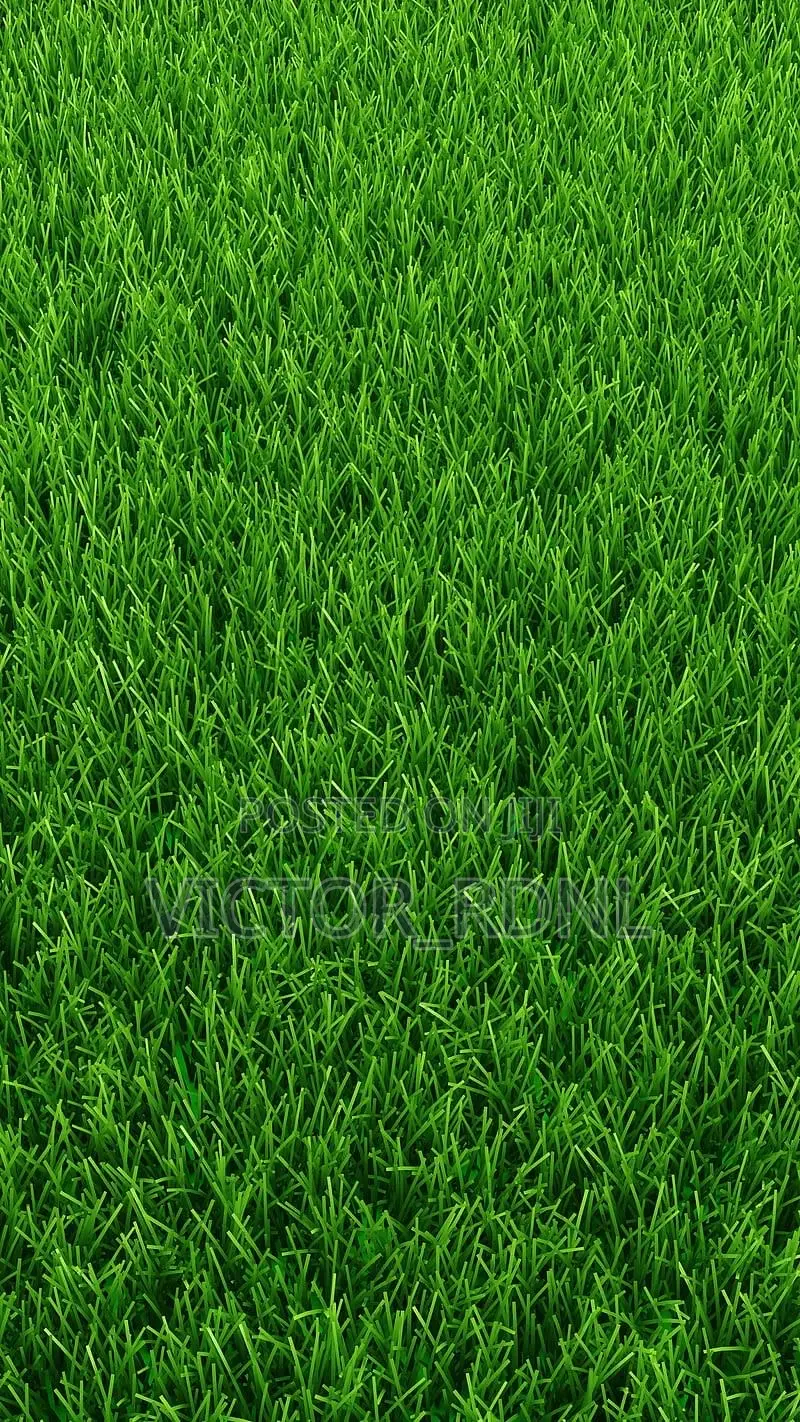 Carpet Grass Available In Bundle. Delivery