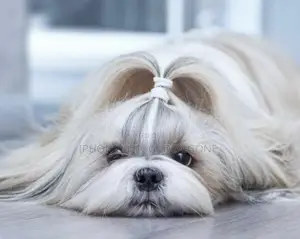 1-3 months Female Purebred Shih Tzu