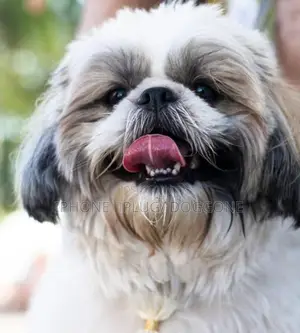 1-3 months Female Purebred Shih Tzu