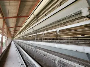 Broilers Cage