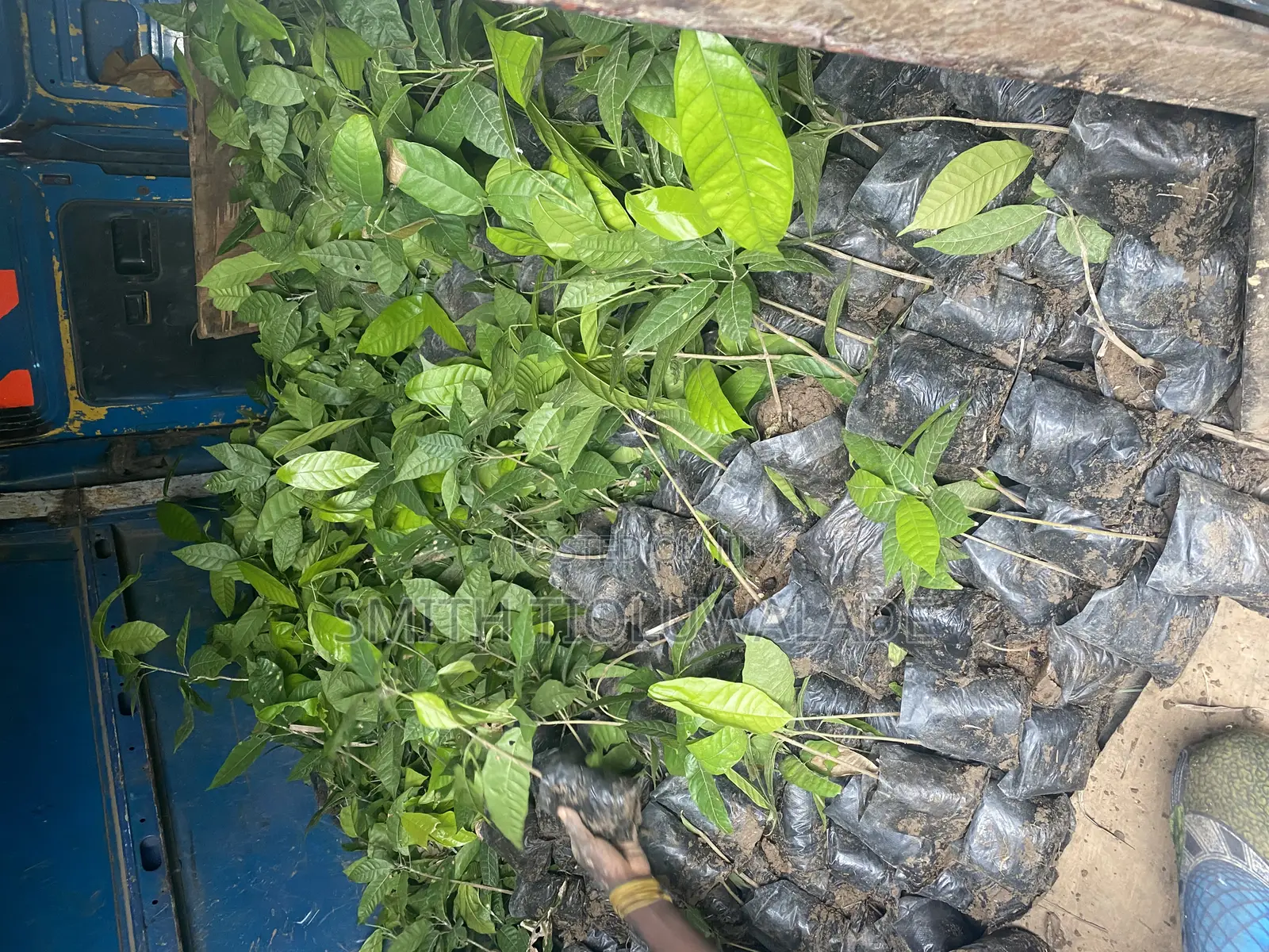 Hybrid Cocoa Seedlings