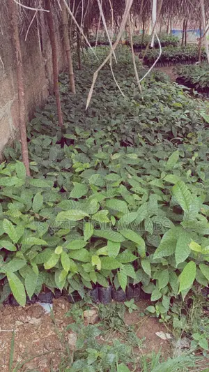 Hybrid Cocoa Seedlings
