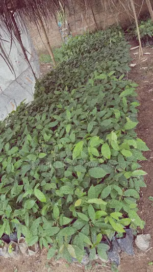 Hybrid Cocoa Seedlings
