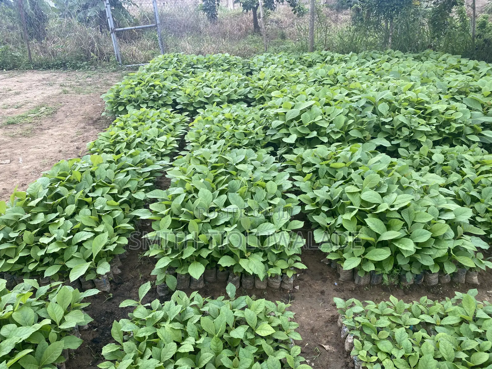 Teak Seedlings