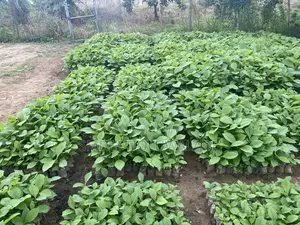 Teak Seedlings