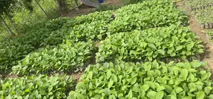 Teak Seedlings
