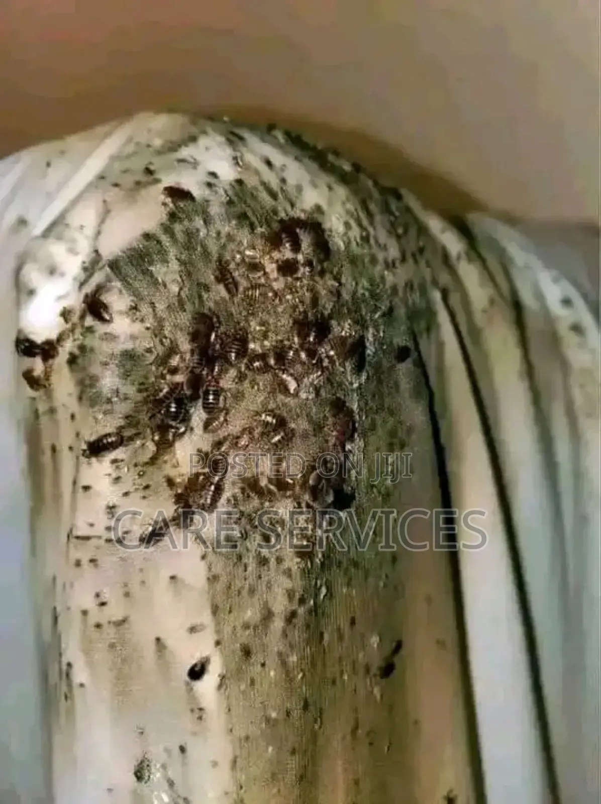 Bed Bug Rodent Control Services