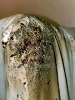 Bed Bug Rodent Control Services