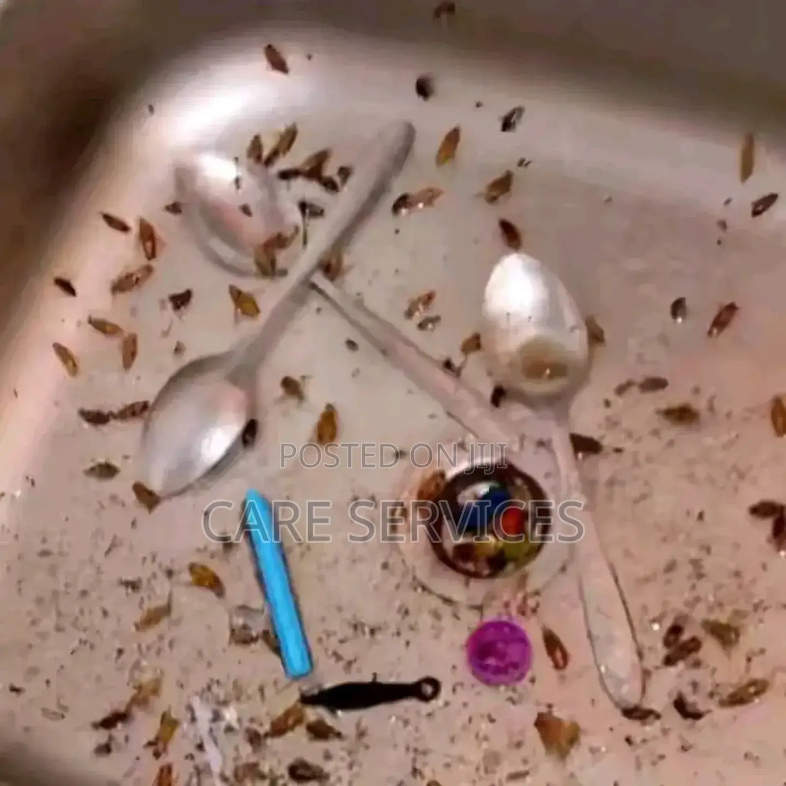 Bed Bug Rodent Control Services
