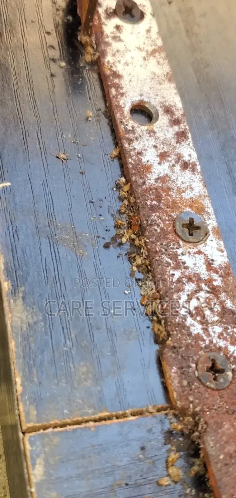 Professional Bedbug Fumigation in Lagos