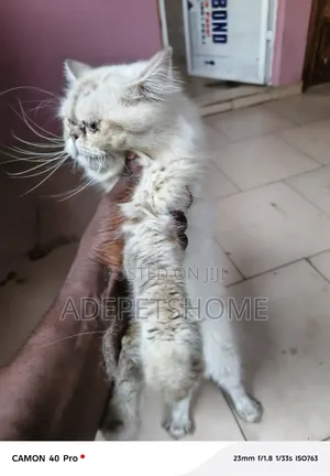 6-12 months Male Purebred Persian