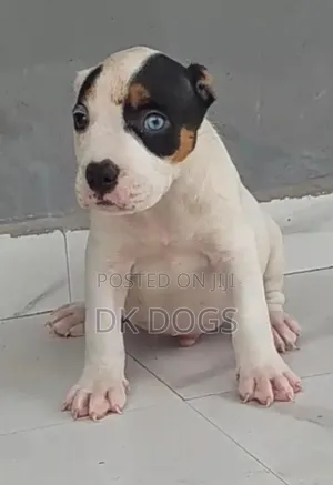 Photo - 1-3 months Male Mixed Breed American Pit Bull Terrier