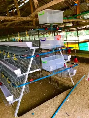 Hadeleke Battery Cage Seller