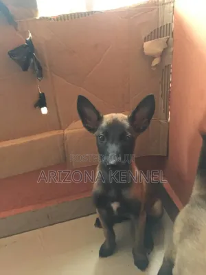3-6 months Female Purebred Belgian Malinois