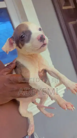Photo - 1-3 months Female Purebred American Pit Bull Terrier