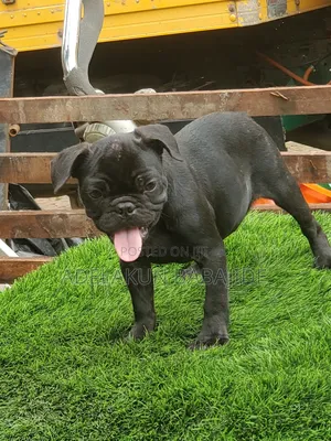 1-3 months Female Purebred French Bulldog