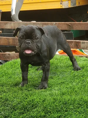 1-3 months Female Purebred French Bulldog