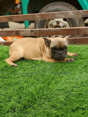 1-3 months Male Purebred French Bulldog