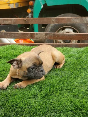 1-3 months Male Purebred French Bulldog