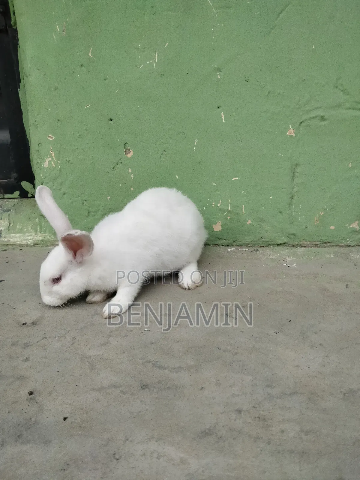 Rabbit Combo (Rabbit, Cage, Feeder Drinker and 5kg Feed)