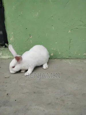 Rabbit Combo (Rabbit, Cage, Feeder Drinker and 5kg Feed)
