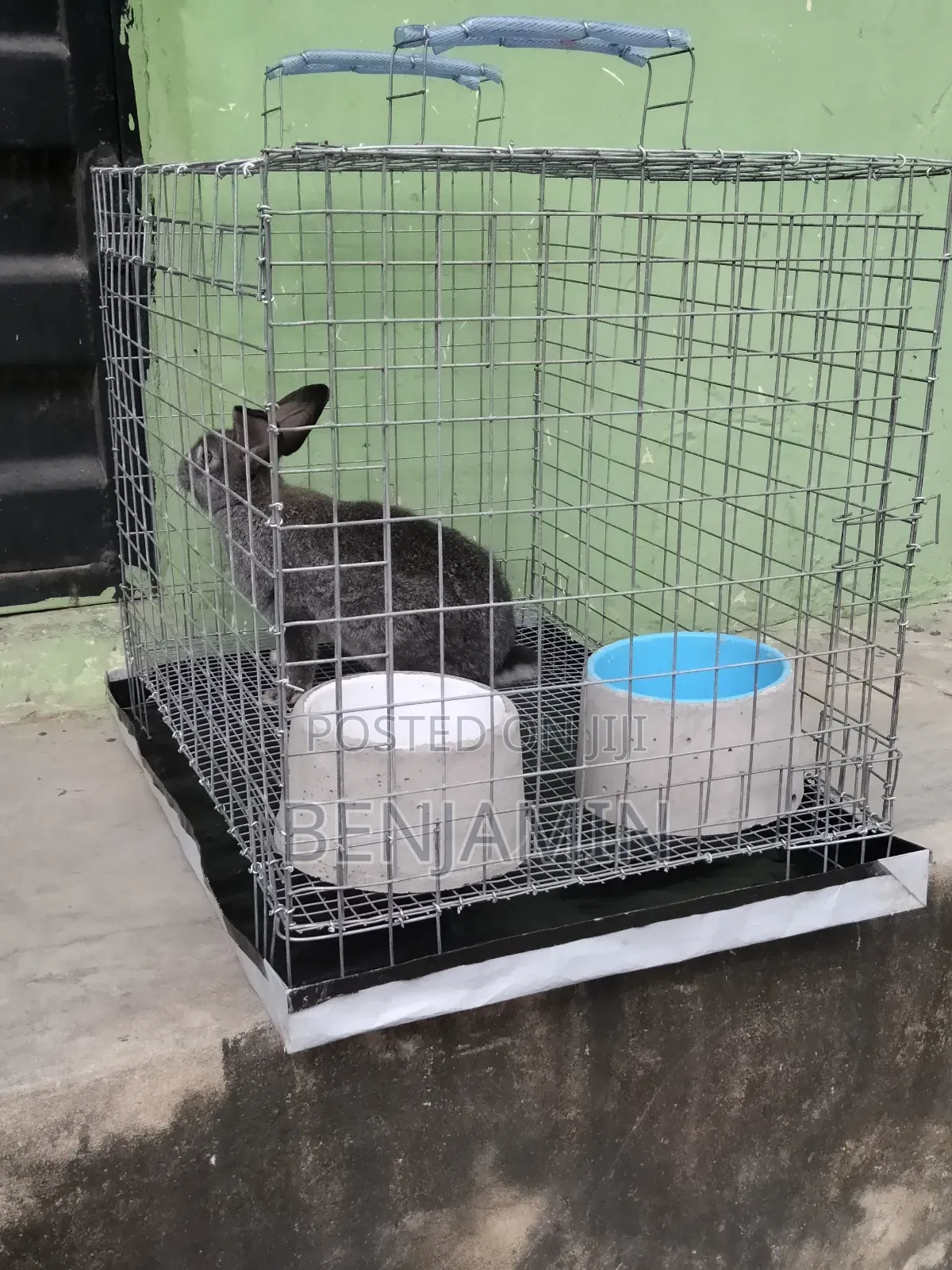 Rabbit Combo (Rabbit, Cage, Feeder Drinker and 5kg Feed)