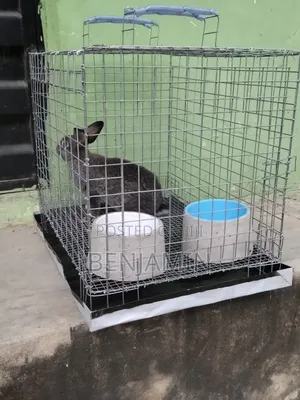 Rabbit Combo (Rabbit, Cage, Feeder Drinker and 5kg Feed)