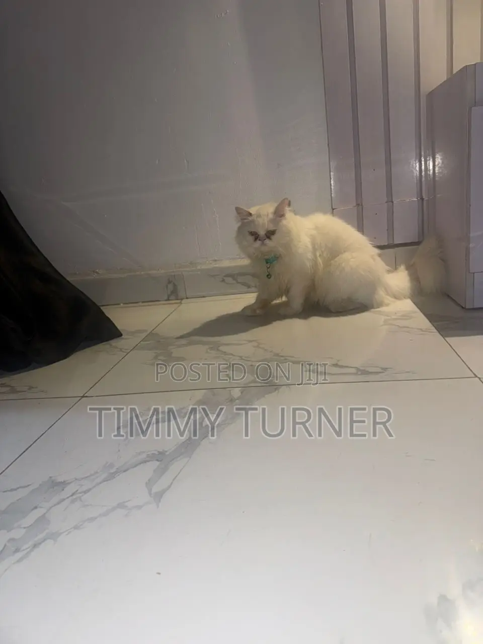 1+ year Male Purebred Persian
