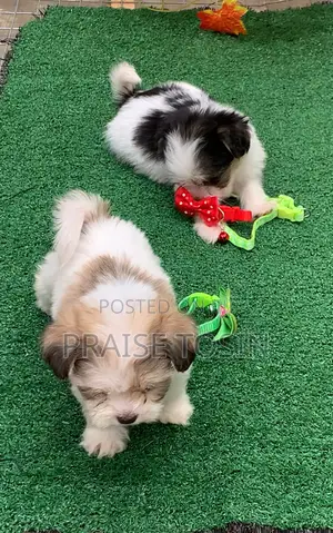 1-3 months Male Purebred Lhasa Apso
