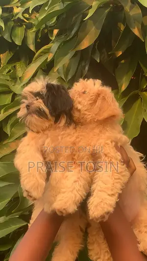 3-6 months Male Purebred Lhasa Apso