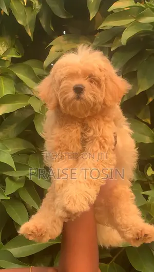 3-6 months Female Purebred Lhasa Apso
