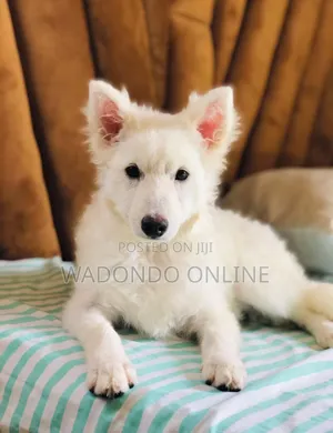 6-12 months Female Purebred American Eskimo