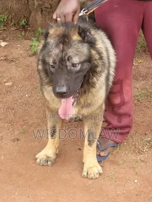 6-12 months Male Purebred Caucasian Shepherd