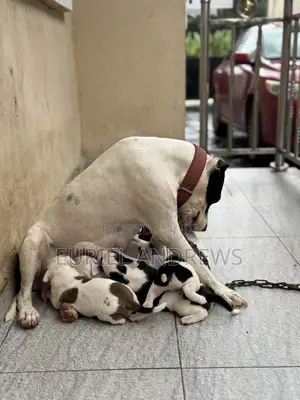 Photo - 1-3 months Male Purebred American Pit Bull Terrier