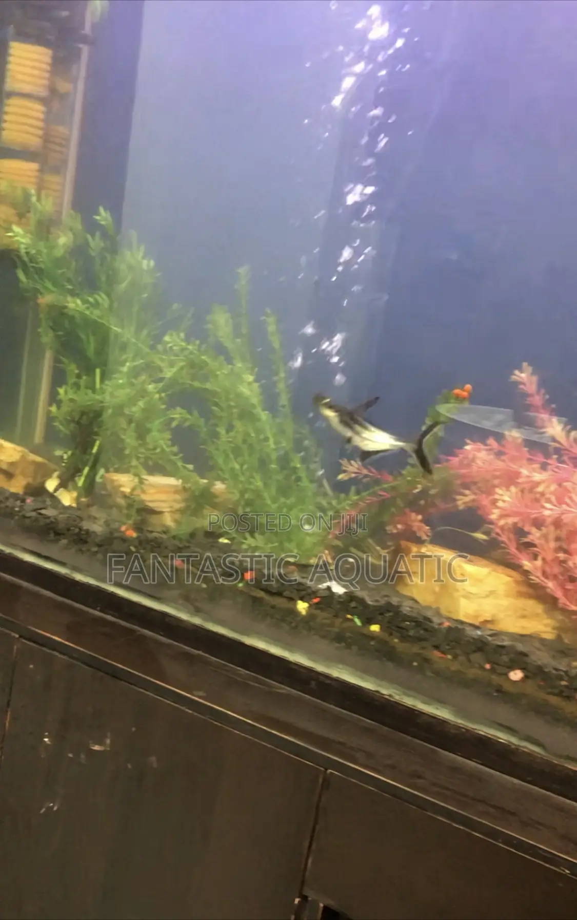Aquariums Clean and Service