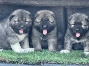 1-3 months Male Purebred Caucasian Shepherd