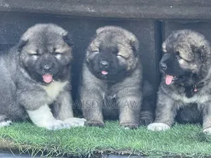 1-3 months Female Purebred Caucasian Shepherd