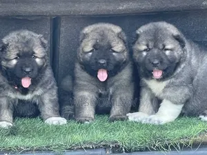 1-3 months Male Purebred Caucasian Shepherd
