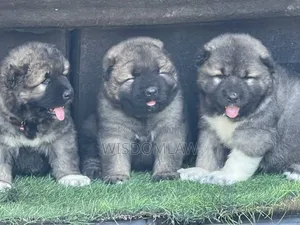 1-3 months Male Purebred Caucasian Shepherd