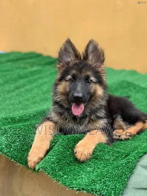 3-6 months Male Purebred German Shepherd
